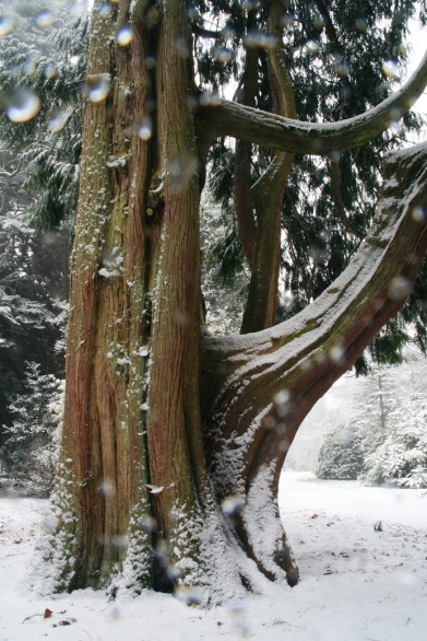 Winter storm damage appeal campaign